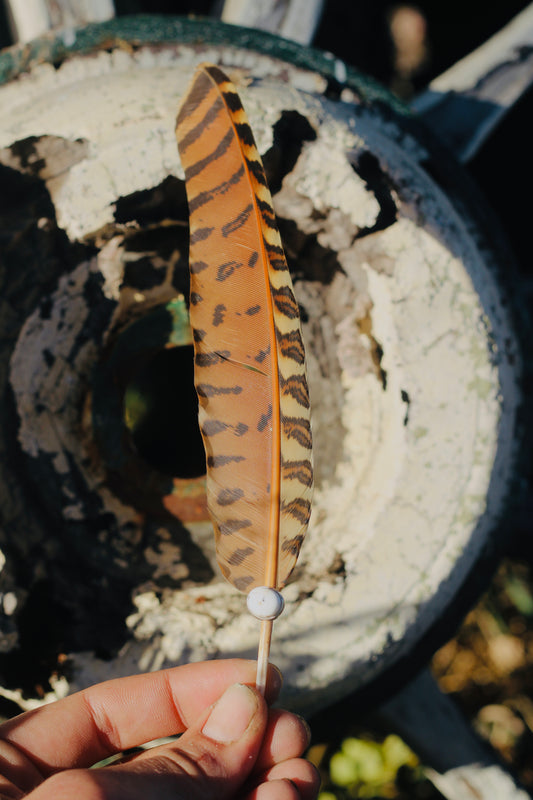 Turquoise Hat Feather
